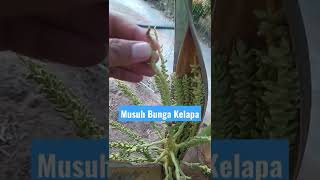 Musuh Bunga Kelapa #coconut #kelapamuda #airkelapamuda #shorts #shortvideo