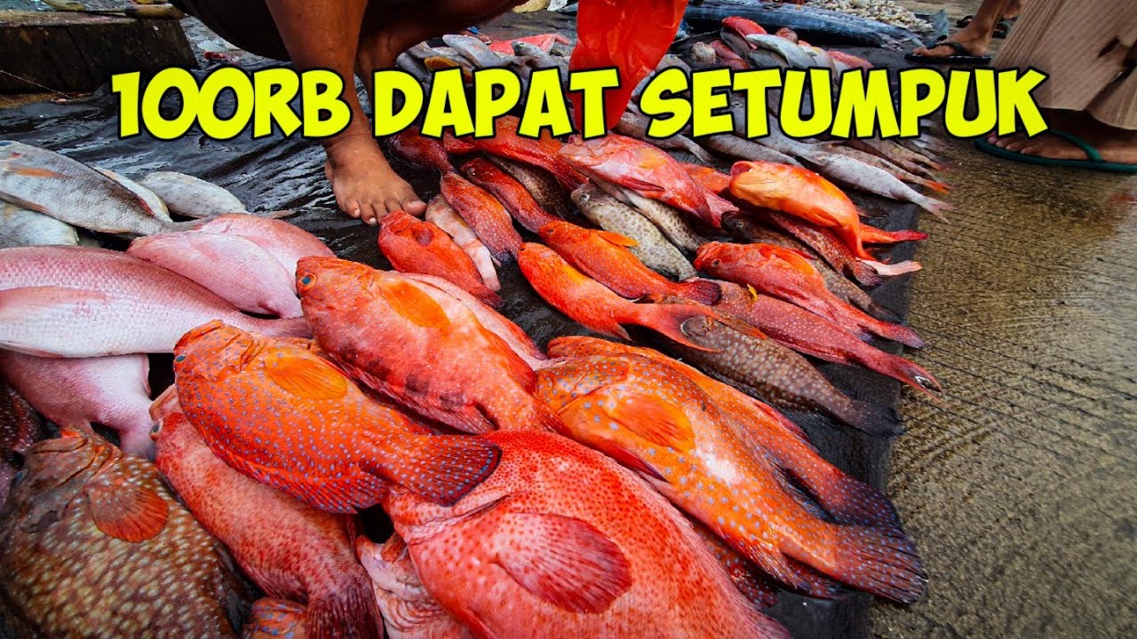 PASAR IKAN DI PAPUA BELI KERAPU SUNUK 100RB DAPAT SETUMPUK