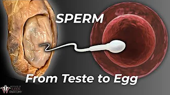 How Sperm Actually Makes It to the Egg