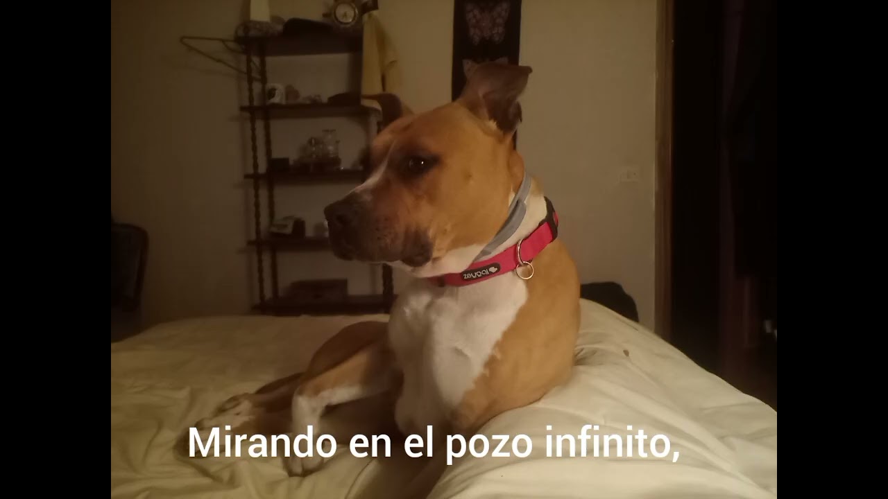 Poema a mí stafforshire bull terrier 