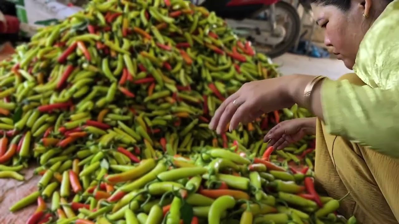 Nay em hái ớt nhiều mà giá ớt nay xuống giá rồi .Cô chú anh chị 