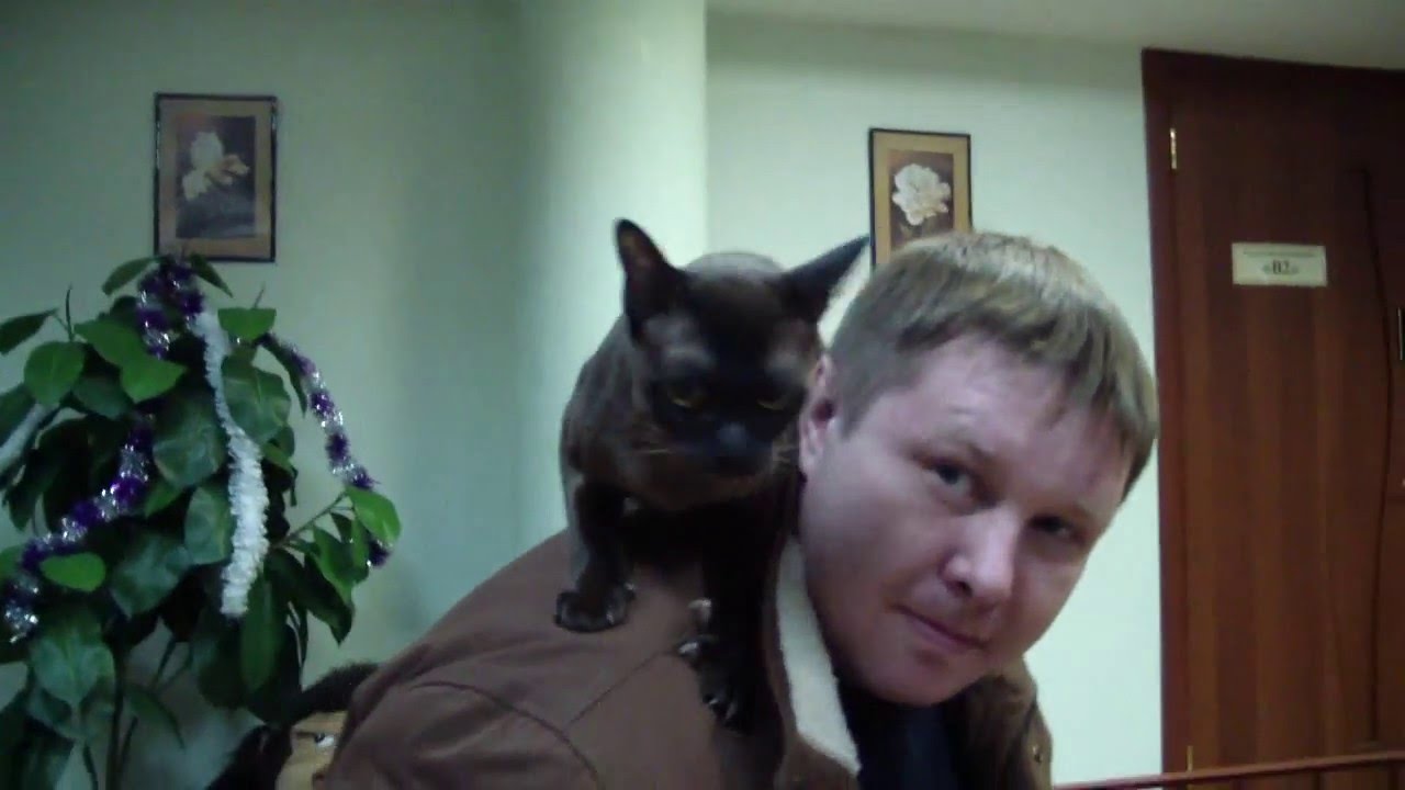 camera iphone 8 plus apk Клип №0558 - выставка кошек PCA online