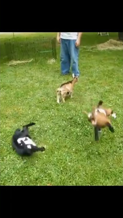 video lucu 🤣🤣 anak kambing usil 🤣🤣#short #funny