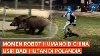 Chinese Humanoid Robot Chases Away Wild Boar in Poland