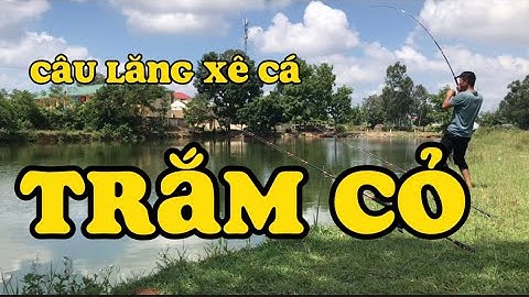Câu Trắm Cỏ Bằng Lăng xê , Bài Mồi Hiệu Quả Nhất Từ Trước Đến Nay Cho ae Câu Lăng Xê