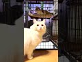 保護猫を迎えた日、次男と三男は少し距離を取りました#保護猫ミラ#外猫しまちゃん#元野良猫#保護猫#猫のいる暮らし