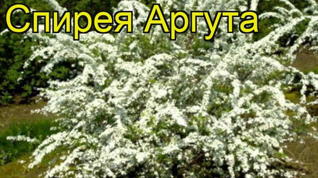 Спирея аргута. Краткий обзор, описание характеристик, где купить саженцы, крупномеры spirea arguta