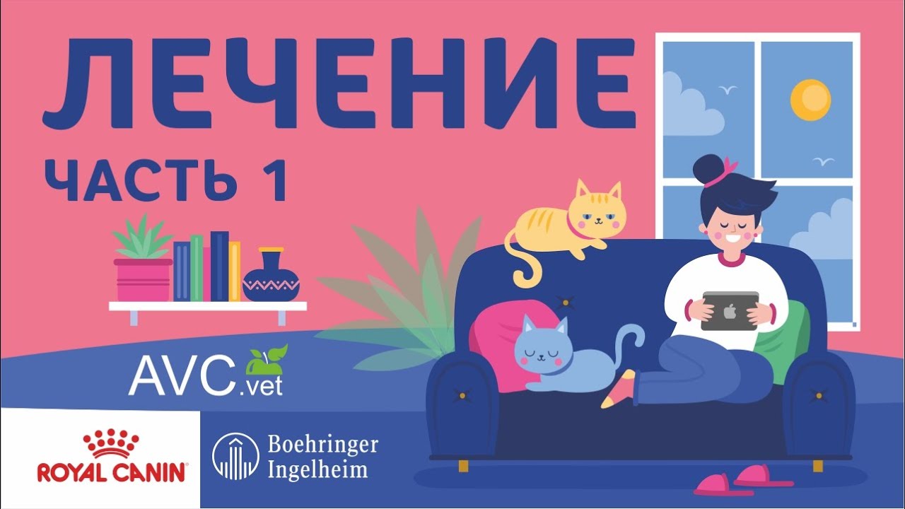 Лечение ХБП у кошек. Часть 1. - YouTube