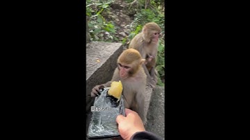 Is Durian Really That Bad? #shortvideo #animal #durian #cat  #dog#monkey