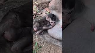 #BabyMonkey #CuteMonkey #FunnyMonkey #MonkeyLove #MonkeyLife #LittleMonkey #MonkeyVibes #PetMonkey
