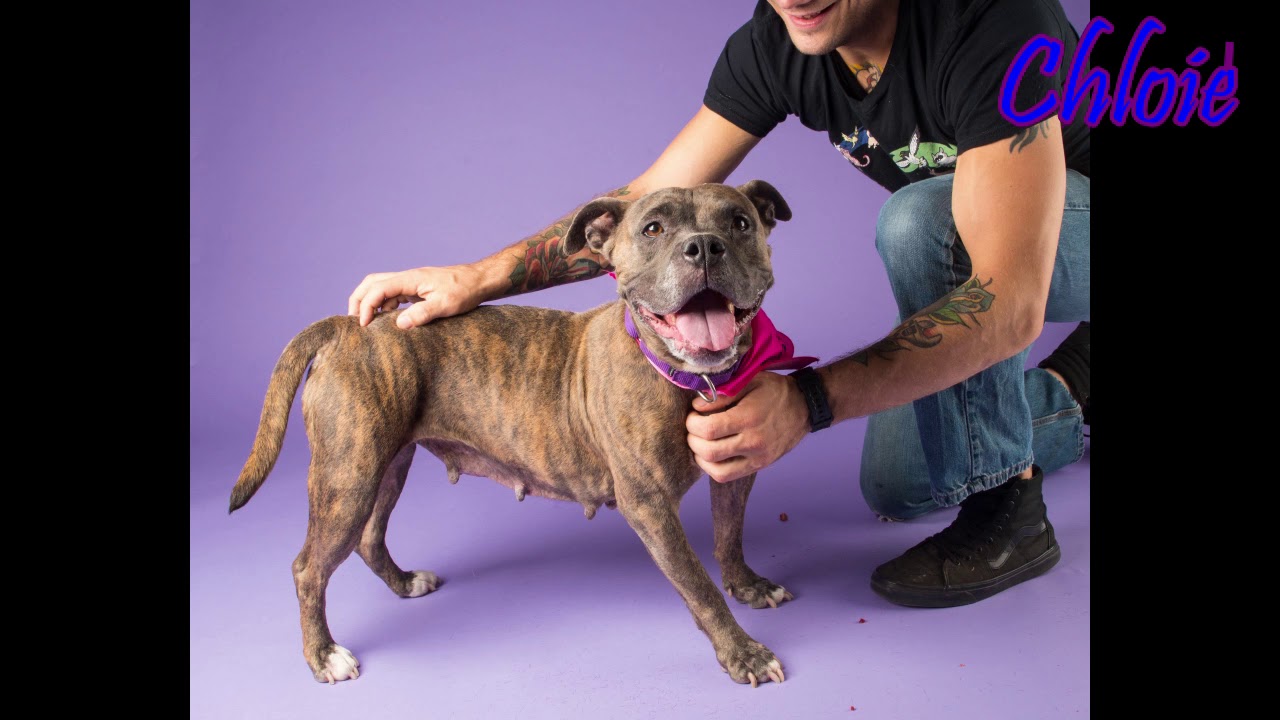 shelter pelicula completa en español Fall in Love with Chloie at HAR!