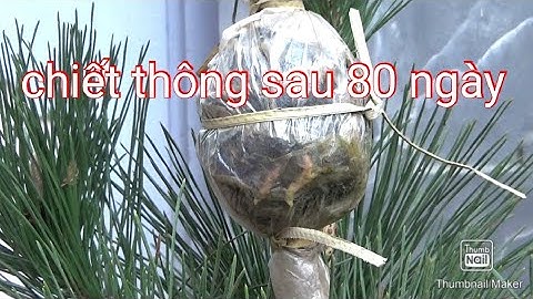Kết quả chiết cành thông đen sau  80 ngày