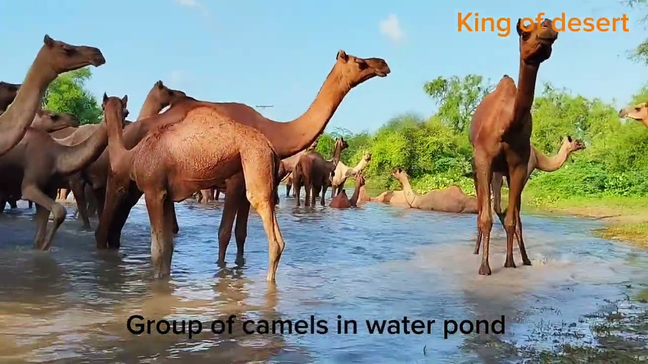 Herd of Camels Drinking Water 🐪  || Oonth Pani Pee Rhy Han || 500 Thirsty Camels Drinking Water 🐫