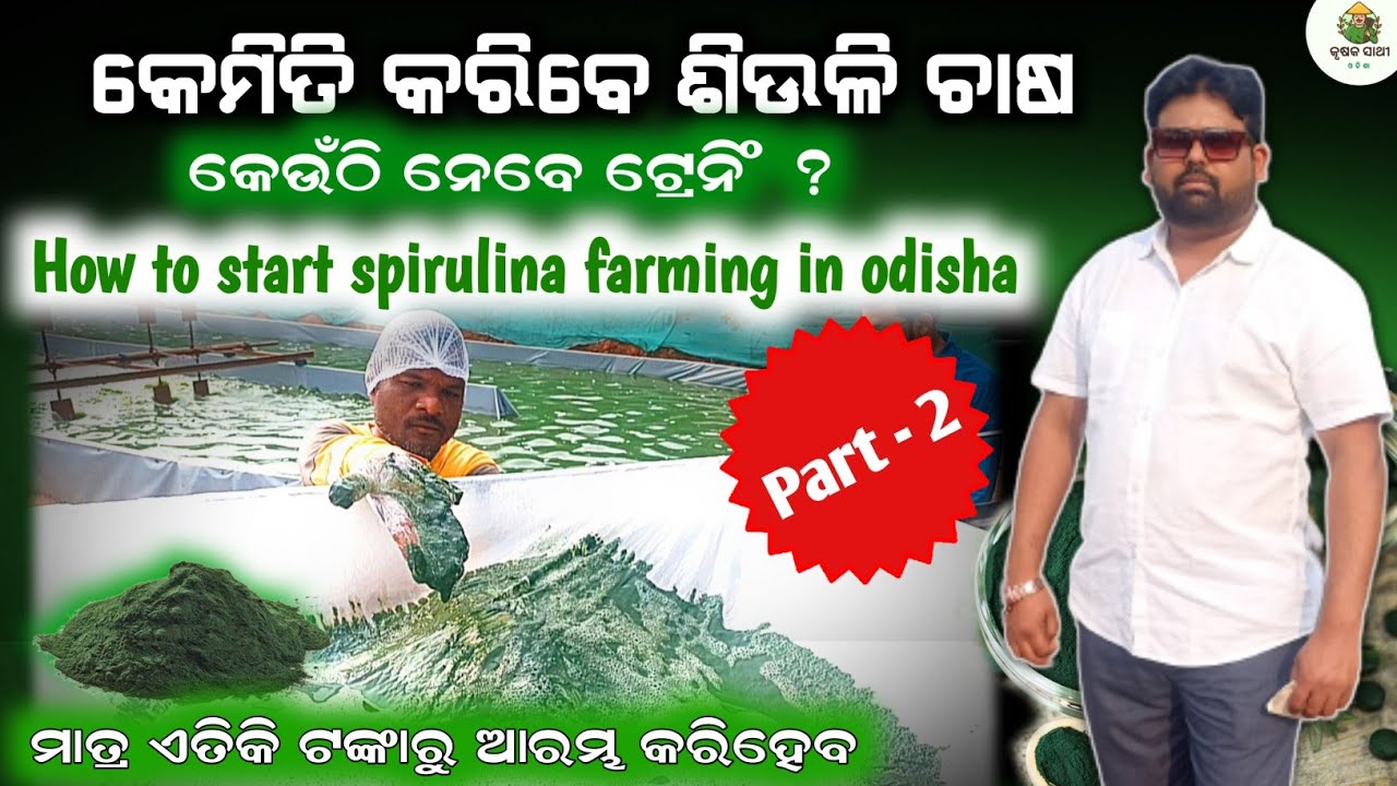 ସ୍ପିରୁଲିନା ଚାଷ କେମିତି କରିବେ || How to start spirulina farming in odisha #spirulina
