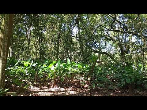 Consagração a Deus no Monte-Março 2026. O Sangue de Jesus Tem Poder. Ore Conosco.