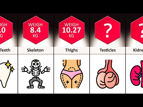 Weight Comparison: How Much Do Your Organs Weigh?