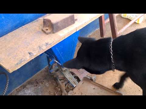 ถังอาหารสุนัข hitech(tank dog food)