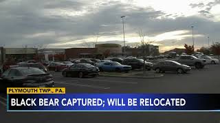 Montco bear captured, to be relocated after roaming near Plymouth Meeting Mall