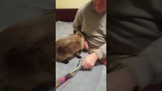 Clayton with Siamese Rescue