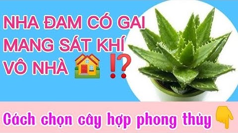 Có nên trồng cây nha đam trong nhà để có tài lộc may mắn hay bỏ đi vì mang âm khí xui xẻo@MoneyKim