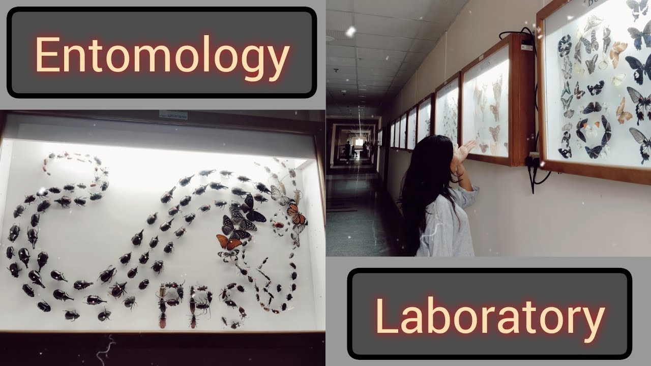 Entomology Lab Tour 😶‍🌫🪸🐛🦋🐞🐝