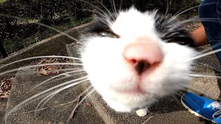 階段の途中にいた野良猫、ナデナデするとゴロンゴロン転がってカワイイ