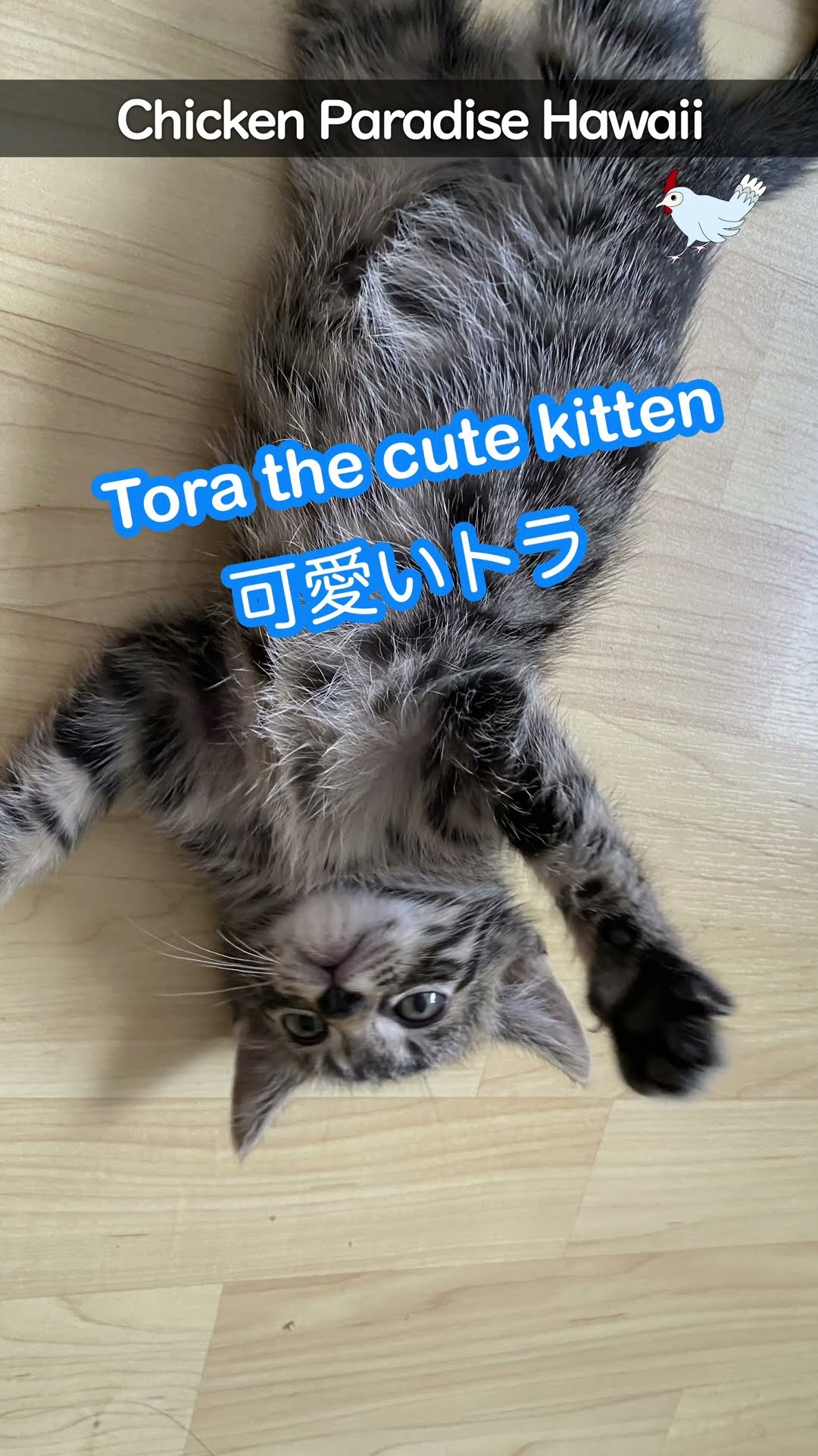 Tora loves water
