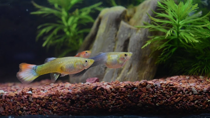 PECES COMPATIBLES CON EL PEZ GUPPY | EL ACUARIO DE JUAN