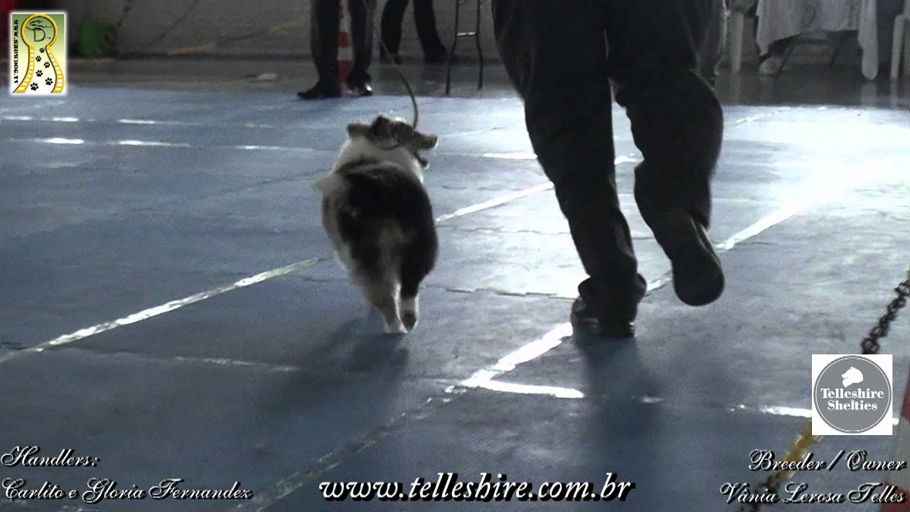 Telleshire Apple Allison   Federação Catarinense de Cinofilia   Setembro 2012
