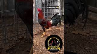 Kelso hatch #hatch#kelso #gallosfinos #chicken #stag #chickenbreeding #rooster #gamefarm