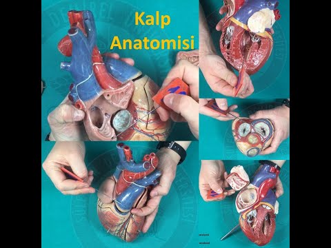 Kalp Anatomisi (Özet Anlatım)