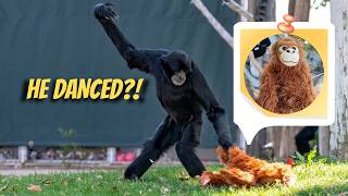 Siamang Ape Gets a Plush Toy… Then Starts Dancing 🐒🧸