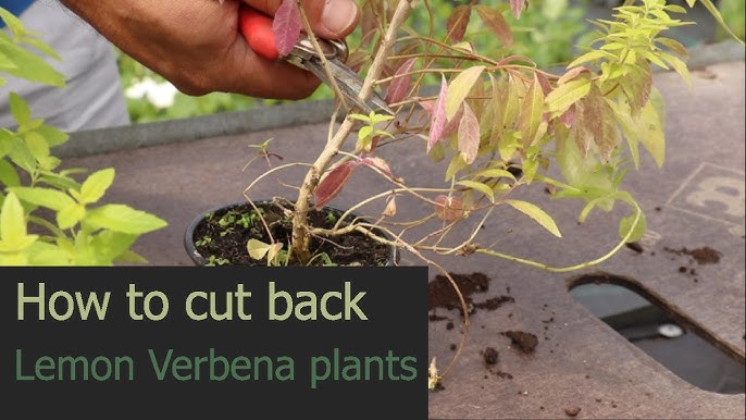How to Grow Lemon Verbena in Your Home Herb Garden