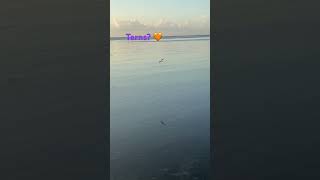 Are these Terns? #canal #narrowboatliving #narrowboatvlog #cebu #birds #birdwatching