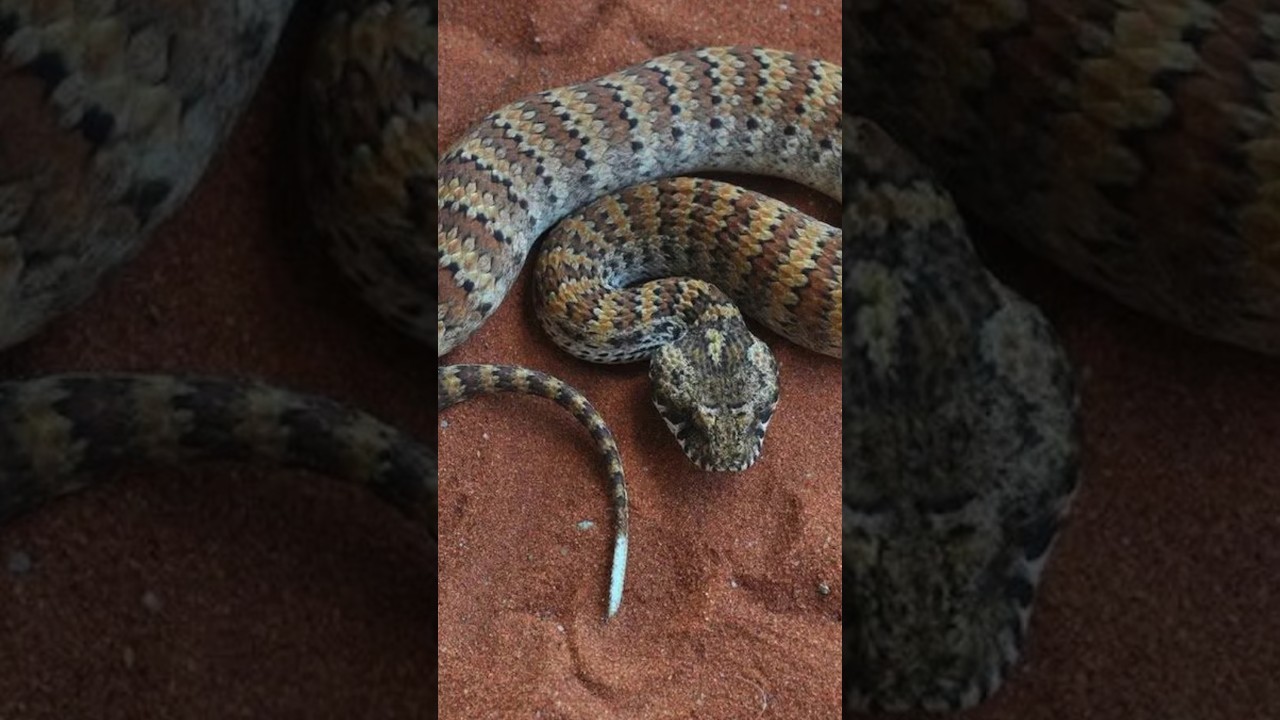 One Minute With Nature s Fastest Striking Snake Death Adder YouTube one-minute-with-nature-s-fastest-striking-snake-death-adder-youtube