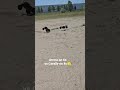 Arrma on 6s vs Team Corally on 6s🤣 #rcbashing #teamcorally #rccar #toprc #rchobby