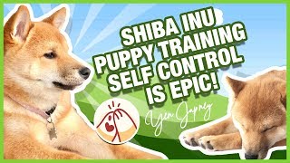 HOW TO TRAIN YOUR SHIBA INU PUPPY BASIC COMMANDS (PART 2)