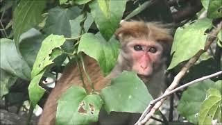 Sri Lankan monkeys and Lilly's raven 2023