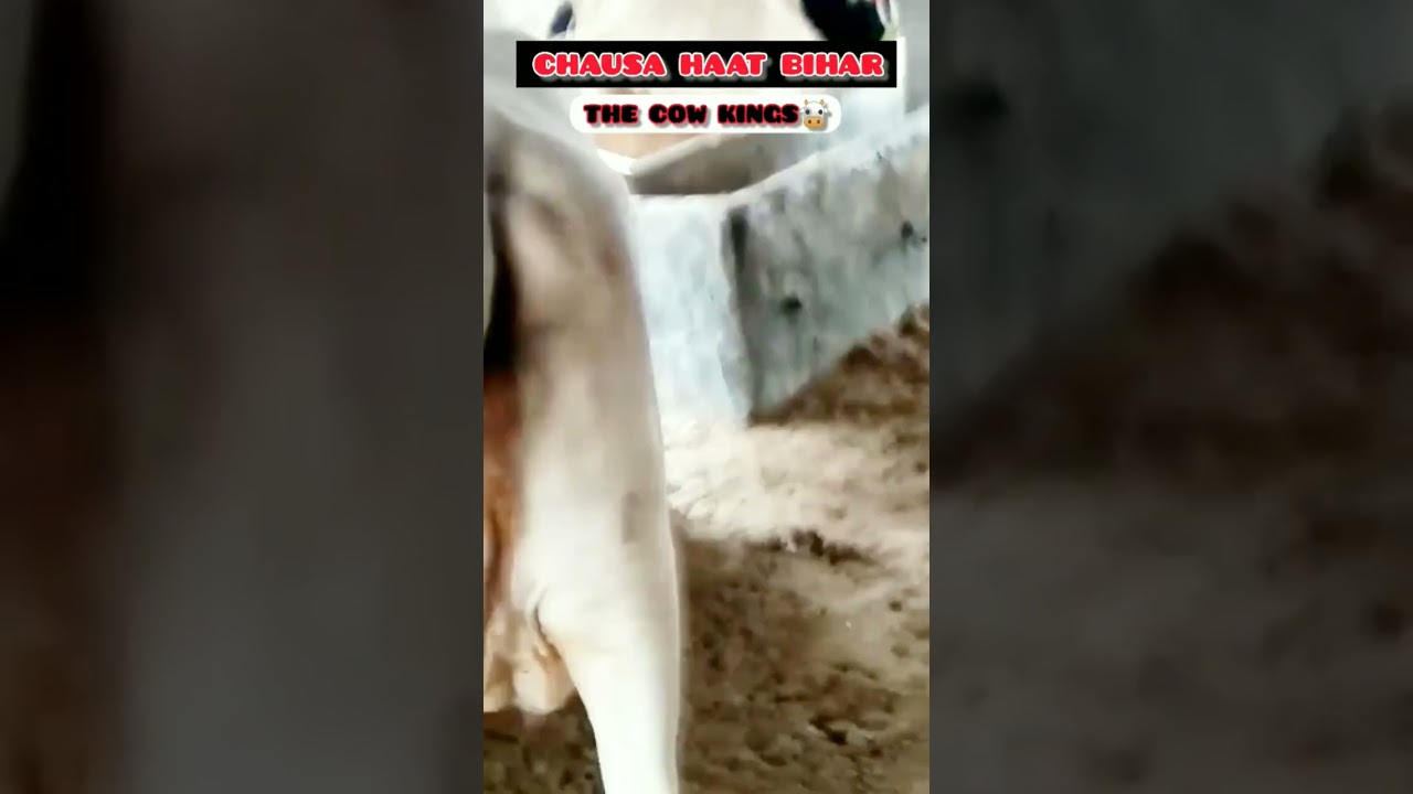 BEAUTIFUL COW ❤ AT CHAUSA HAAT BIHAR 🔥