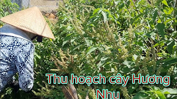 Tác dụng của cây hương nhu | Thu Hien Vlogs