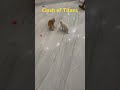 When Tiger and galaxy disagree?