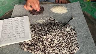Relaxing Livestream | Rice Sorting & Gentle Piano – Unwind After Work