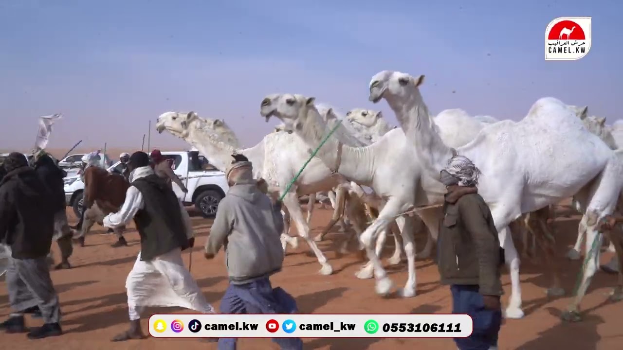 مسيرة مصيحات  لرجل الاعمال / موسى محمد الموسى