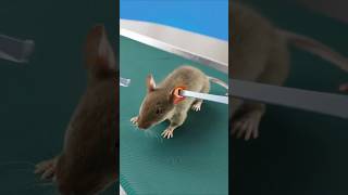 Can a Real Mouse Control a Computer 🤯