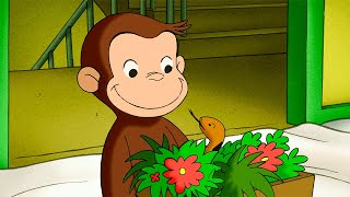 Fang die Schlange! | Coco der Neugierige | Cartoons für Kinder