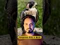 Dangerous Birds In World #shorts #youtubeshorts #arvindthecontentcreator #peregrinefalcon