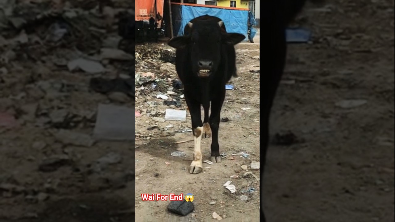 ✨ “Alakh Niranjan” – The Divine Chant for Peace, Power & Positivity 🕉️💫  