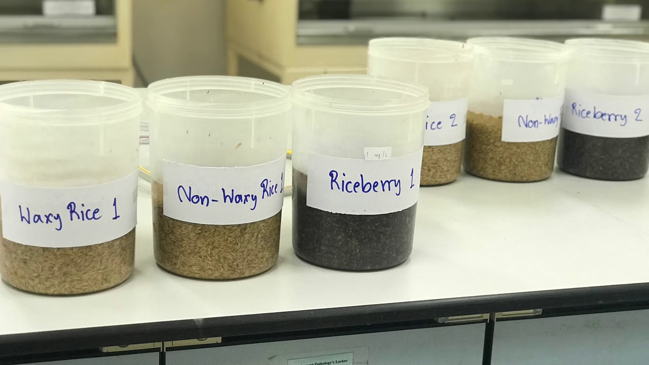 Parboiling of Cereal Grains