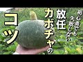 【自然農】初心者でも失敗しない　放任カボチャ栽培のコツ　 2023年4月17日【natural farming】