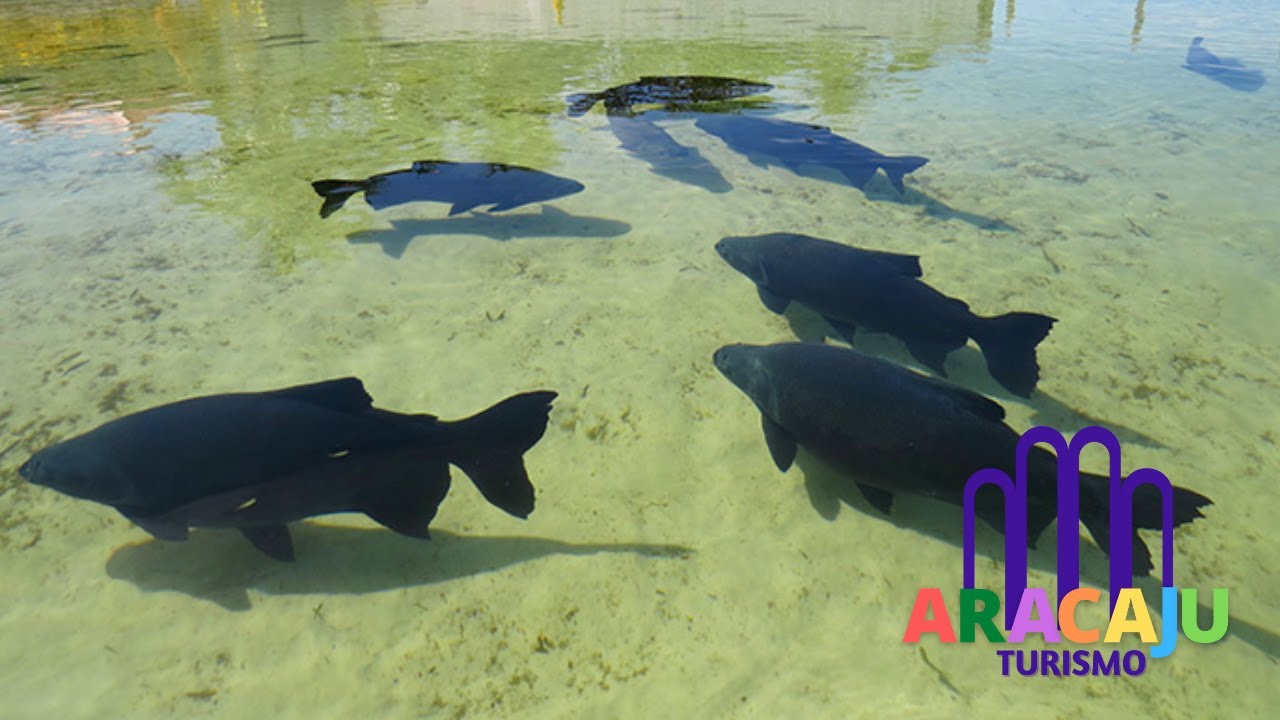 Conheça a Lagoa dos Tambaquis em Sergipe